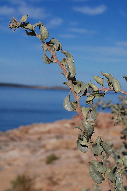 Saltbush: Atriplex halimus , Cap Blanc, Sant Antoni, Ibiza