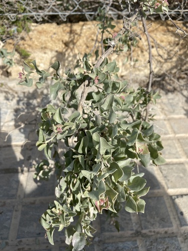 Saltbush (Atriplex halimus)
