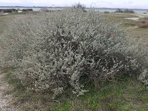 Saltbush: Arroche halime ( Atriplex halimus ) à l'étang de Canet-Saint-Nazaire en hiver.