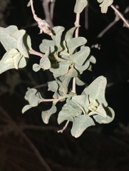 Saltbush (Atriplex halimus)