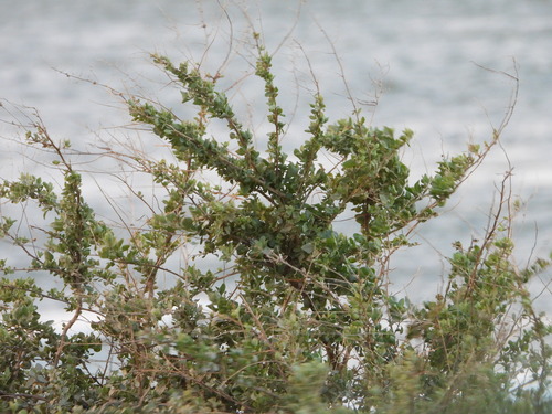 Saltbush (Atriplex halimus)