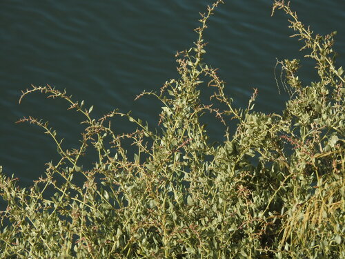 Saltbush (Atriplex halimus)
