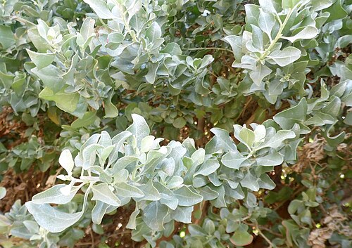 Saltbush: Atriplex halimus in Parque Botánico de Maspalomas