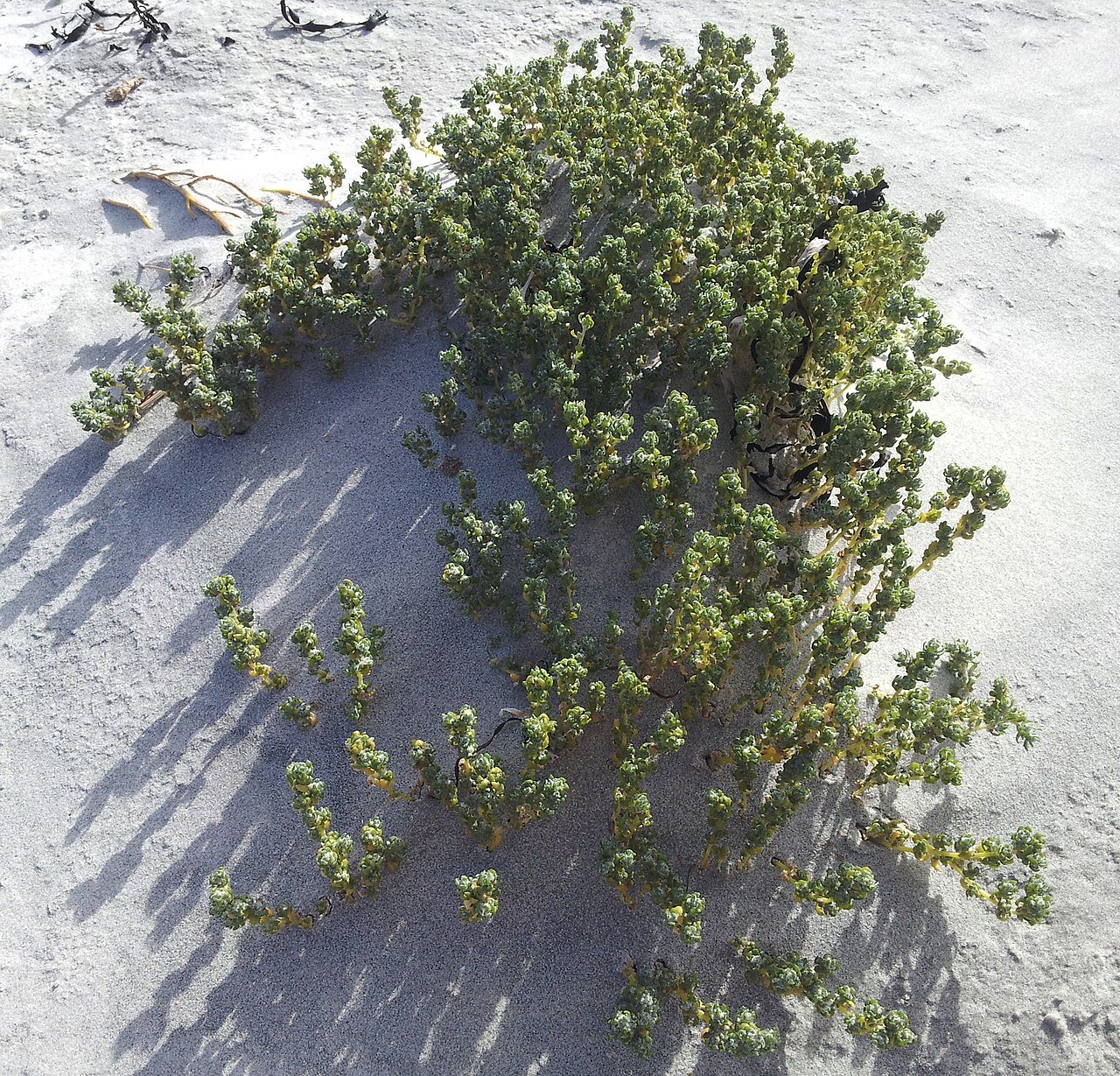 Holloway's crystalwort: Holloway's Crystalwort