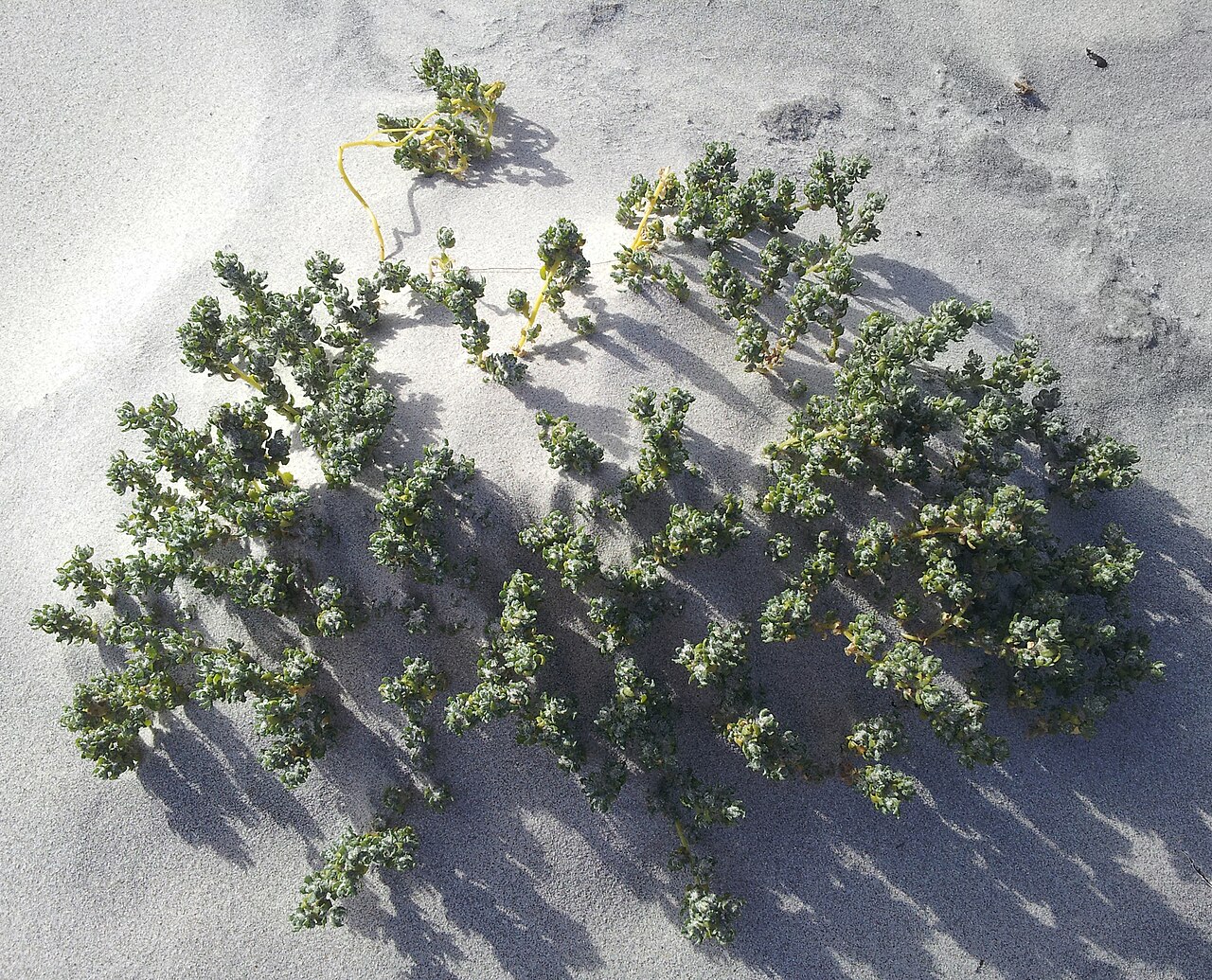 Holloway's crystalwort: Holloway's Crystalwort