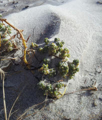 Holloway's crystalwort (Atriplex hollowayi)