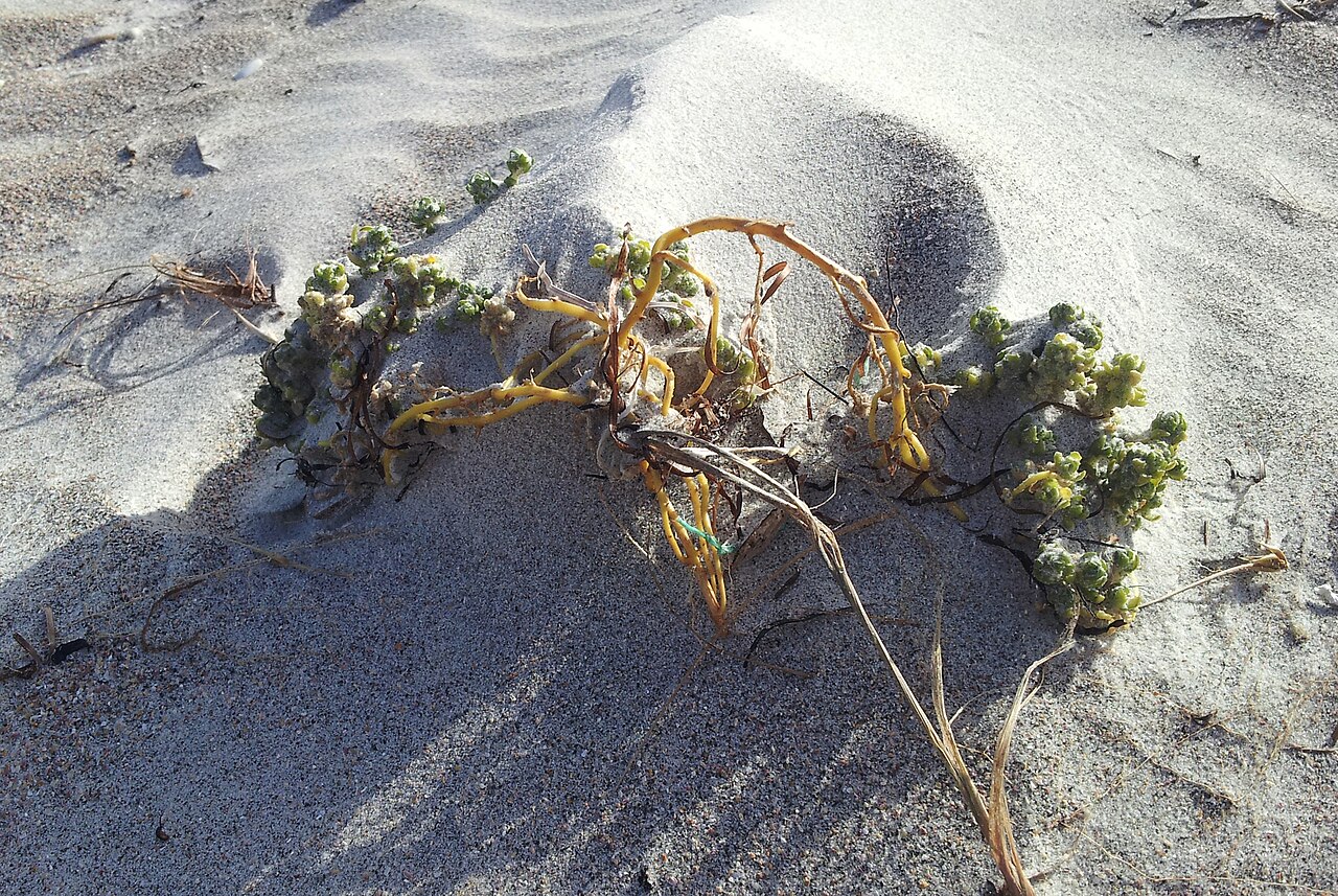 Holloway's crystalwort: Holloway's Crystalwort