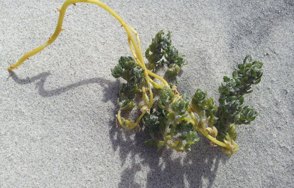 Holloway's crystalwort (Atriplex hollowayi)