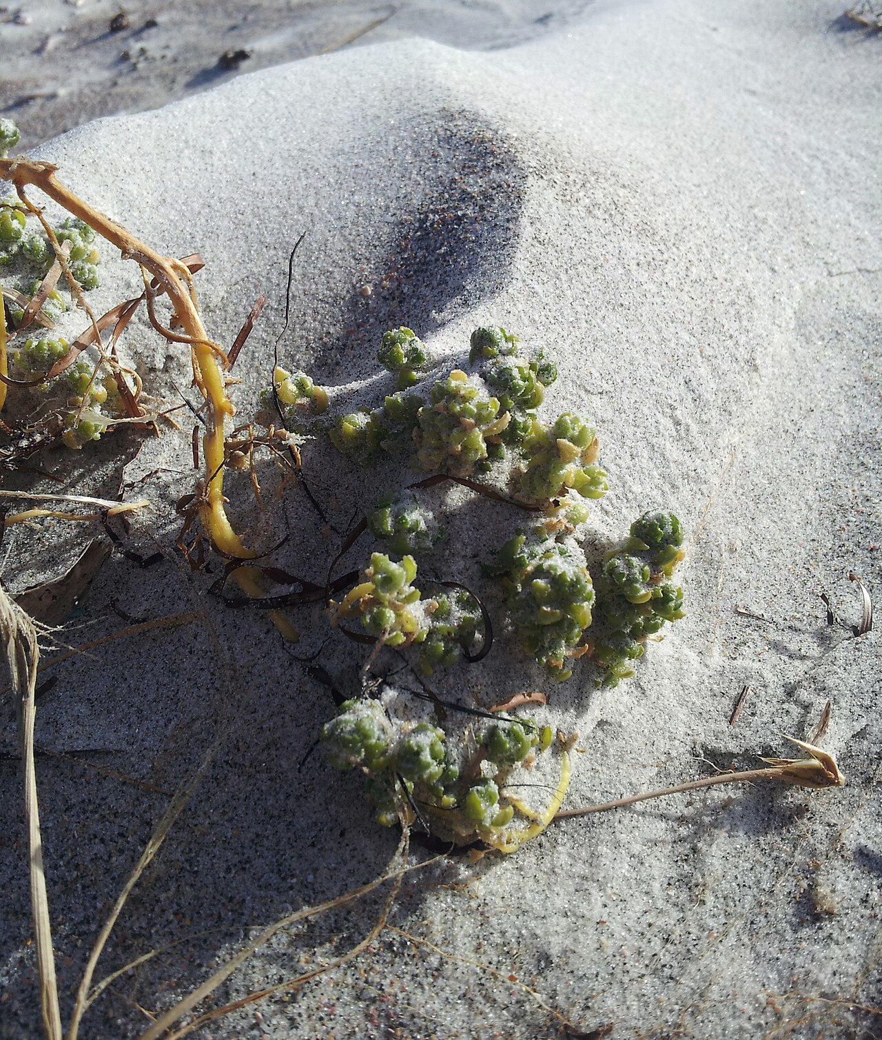 Holloway's crystalwort: Holloway's Crystalwort