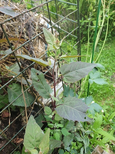 Garden orache (Atriplex hortensis)