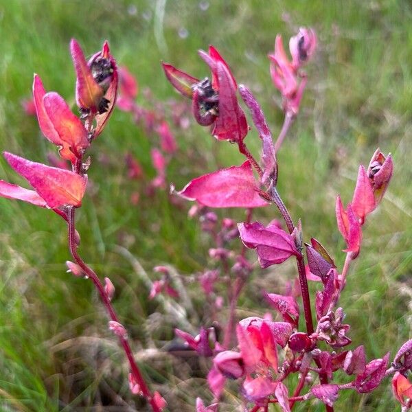 Garden orache (Atriplex hortensis)