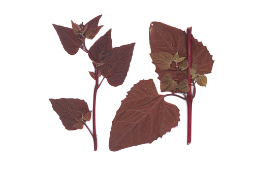 Garden orache (Atriplex hortensis)