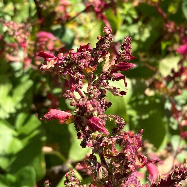 Garden orache (Atriplex hortensis)