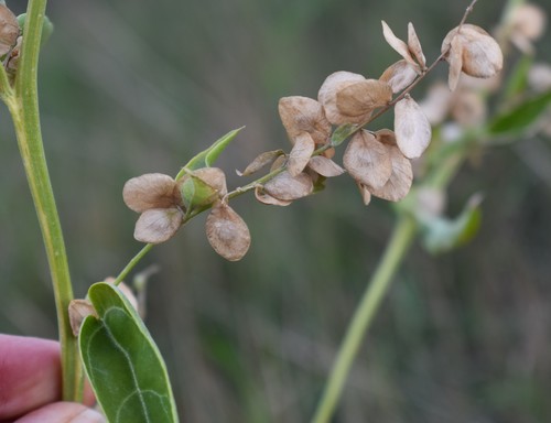 Garden orache (Atriplex hortensis)