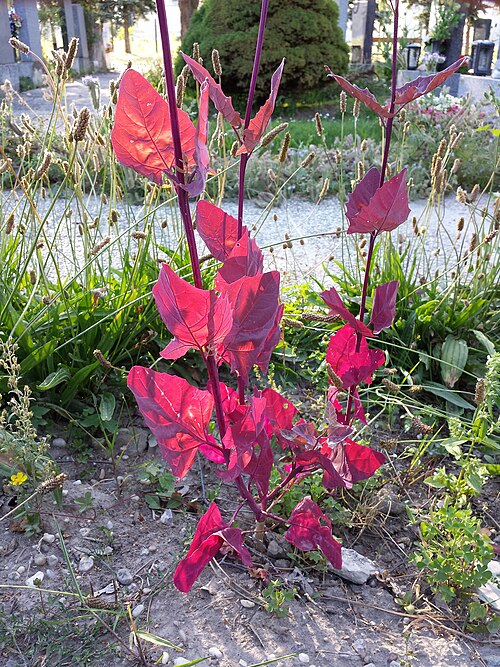 Garden orache: Stems with leaves Taxonym: Atriplex hortensis ss Fischer et al. EfÖLS 2008 ISBN 978-3-85474-187-9 Location: Groß-Jedlersdorf cemetery, Vienna-Floridsdorf - ca.