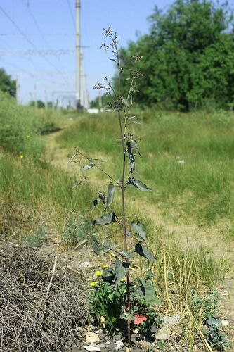 Garden orache (Atriplex hortensis)