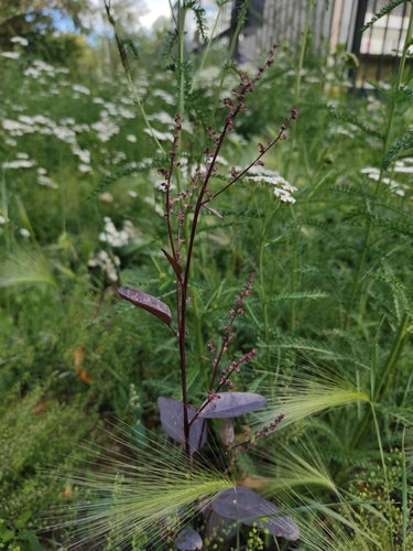 Garden orache (Atriplex hortensis)