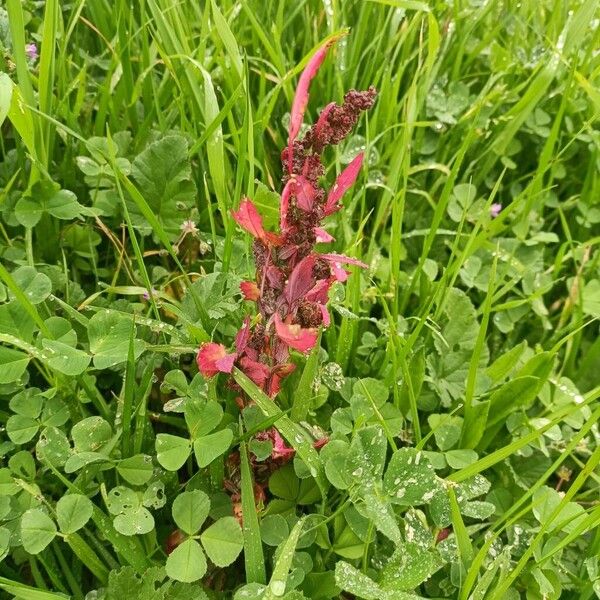 Garden orache (Atriplex hortensis)