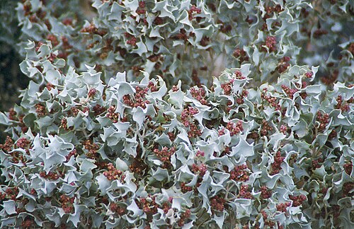 Desertholly (Atriplex hymenelytra)