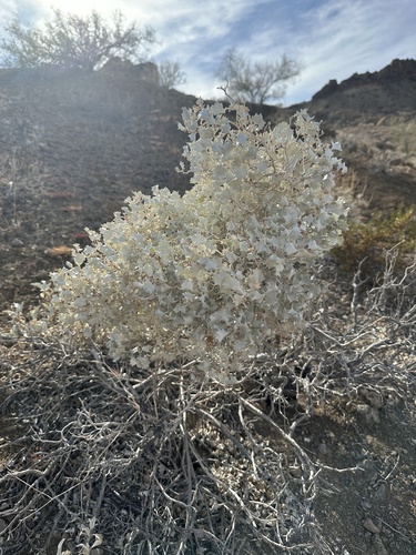 Desertholly (Atriplex hymenelytra)