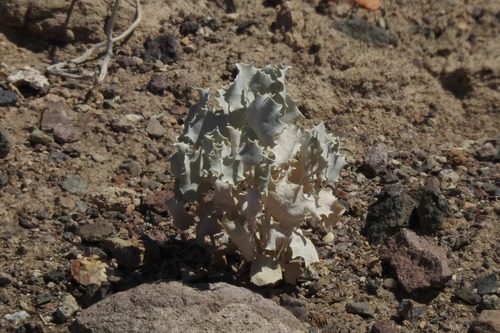 Desertholly (Atriplex hymenelytra)