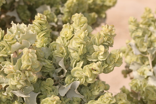 Desertholly (Atriplex hymenelytra)