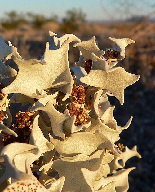 Desertholly: Atriplex hymenelytra near Ash Meadows, southern Nevada