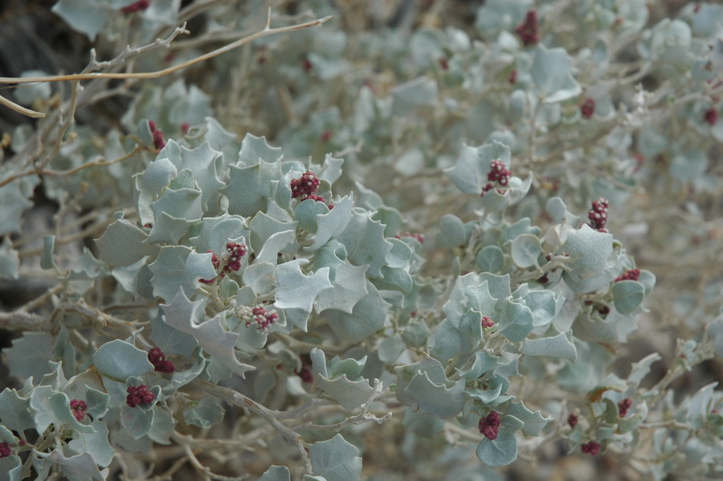 Desertholly (Atriplex hymenelytra)