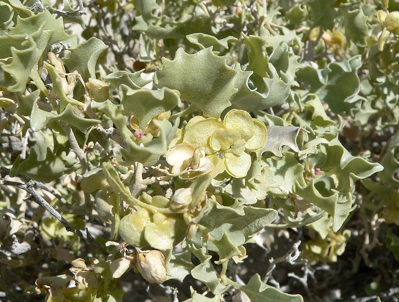 Desertholly: Photo of Atriplex hymenelytra (desert holly) near Shoshone, California