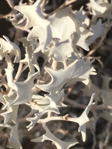 Desertholly (Atriplex hymenelytra)