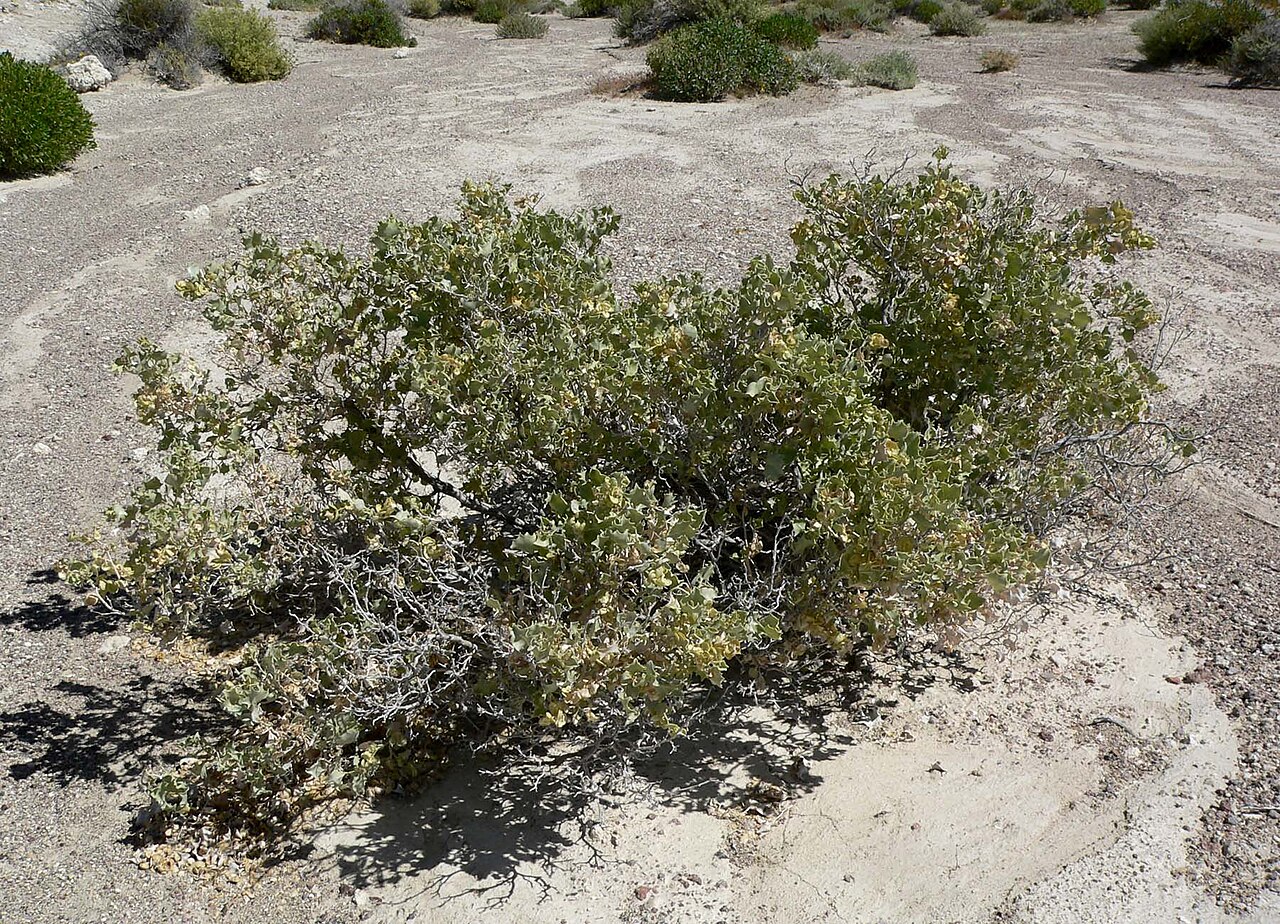 Desertholly: Photo of Atriplex hymenelytra (desert holly) near Shoshone, California
