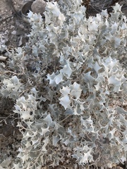 Desertholly (Atriplex hymenelytra)