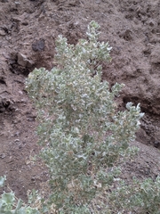 Desertholly (Atriplex hymenelytra)