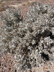 Desertholly (Atriplex hymenelytra)
