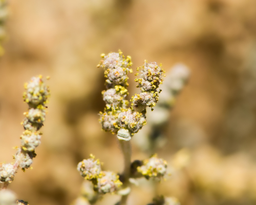 Atriplex imbricata (Atriplex imbricata)