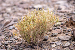 Atriplex imbricata (Atriplex imbricata)
