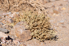 Atriplex imbricata (Atriplex imbricata)
