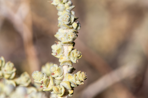Atriplex imbricata (Atriplex imbricata)