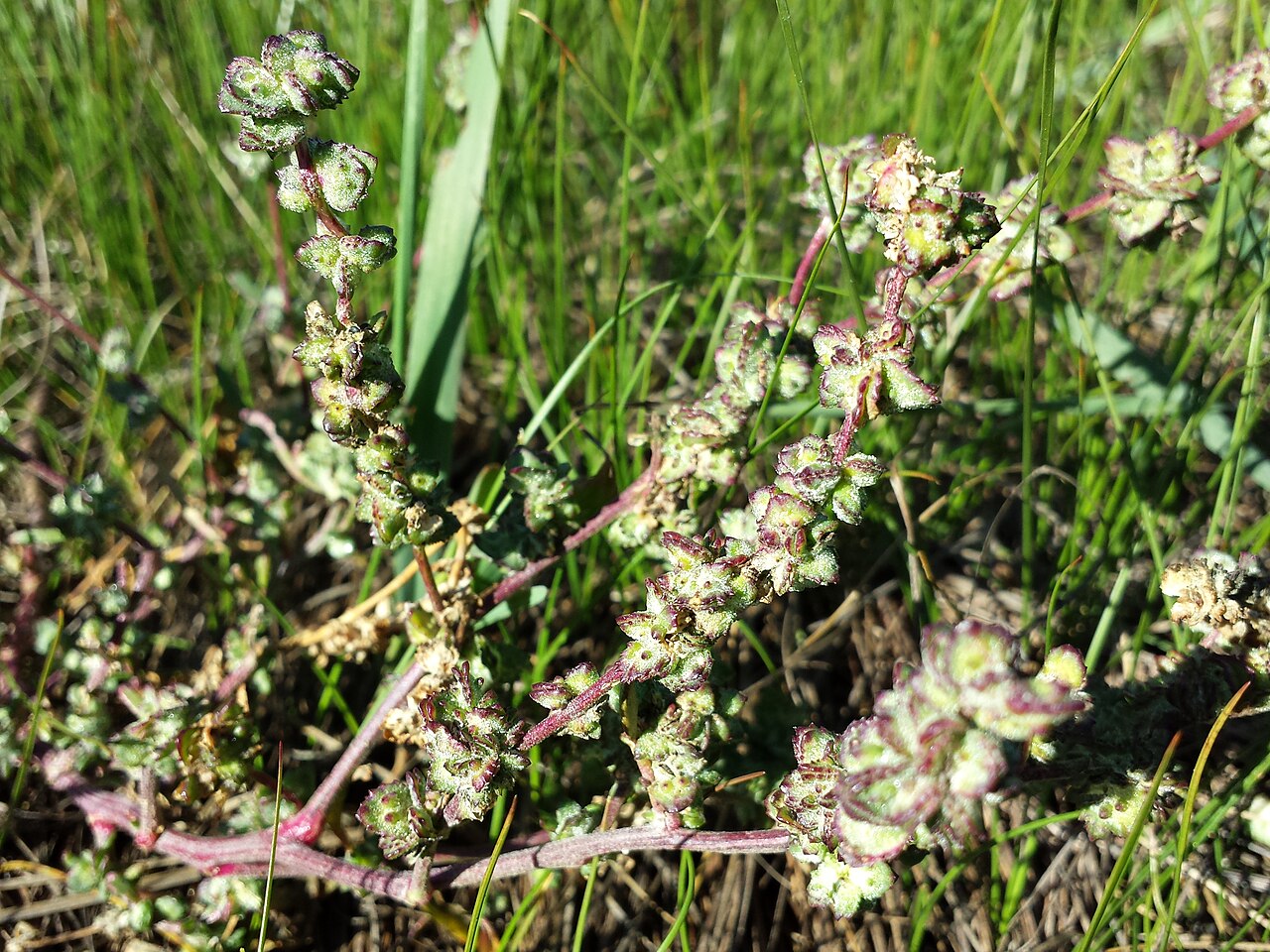 Atriplex intracontinentalis: Florescence Taxon: Atriplex intracontinentalis (sensu Fischer et al. EfÖLS 2008, here still labeled as Atriplex littoralis ; det M. A. Fischer 2013-10-12) Locat