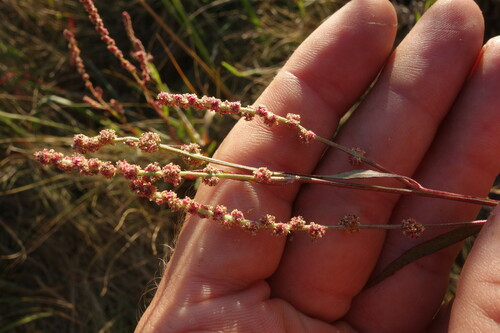 Atriplex intracontinentalis (Atriplex intracontinentalis)