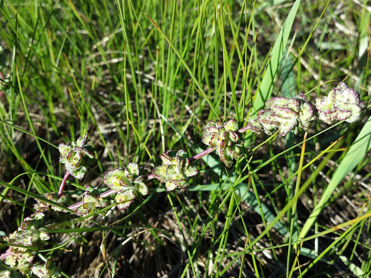 Atriplex intracontinentalis: Florescence Taxon: Atriplex intracontinentalis (sensu Fischer et al. EfÖLS 2008, here still labeled as Atriplex littoralis ; det M. A. Fischer 2013-10-12) Locat