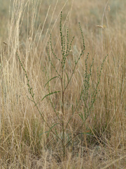 Atriplex intracontinentalis (Atriplex intracontinentalis)