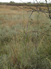 Atriplex intracontinentalis (Atriplex intracontinentalis)