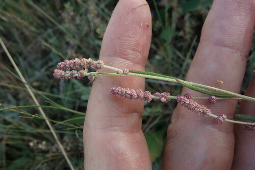 Atriplex intracontinentalis (Atriplex intracontinentalis)