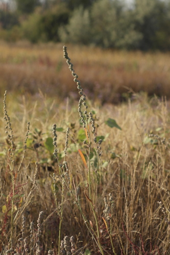Atriplex intracontinentalis (Atriplex intracontinentalis)