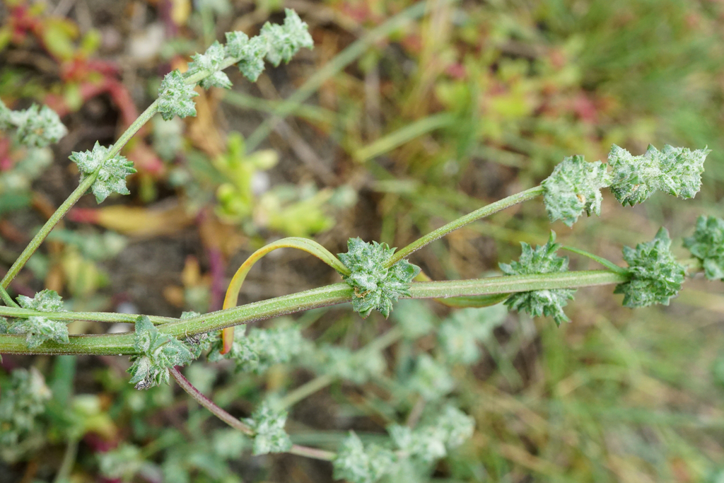 Atriplex intracontinentalis (Atriplex intracontinentalis)