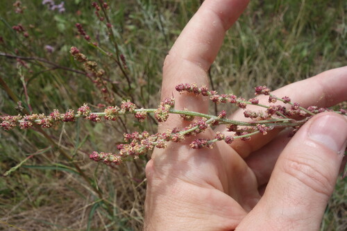 Atriplex intracontinentalis (Atriplex intracontinentalis)