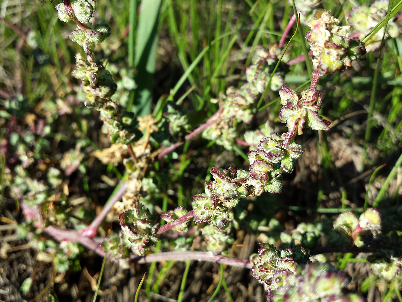 Atriplex intracontinentalis: Florescence Taxon: Atriplex intracontinentalis (sensu Fischer et al. EfÖLS 2008, here still labeled as Atriplex littoralis ; det M. A. Fischer 2013-10-12) Locat
