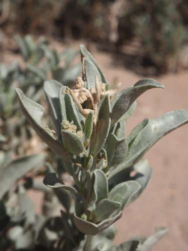 Atriplex isatidea (Atriplex isatidea)