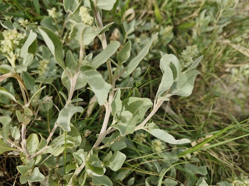 Atriplex jubata (Atriplex jubata)
